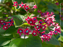 Image result for Clerodendrum melanocrater