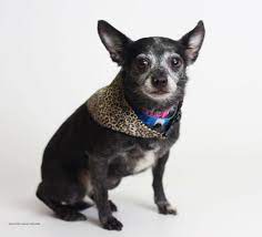 Pokey Id 20098548 Is An 8 Year Old Spayed Female Chihuahua Blend Central California Spca Fresno Ca