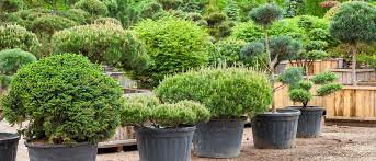 Einen authentischen japangarten können sie selbst auf kleinstem raum anlegen. In 10 Schritten Zum Japanischen Garten Garten Europa