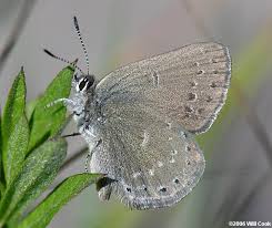 Image result for Satyrium buchananii