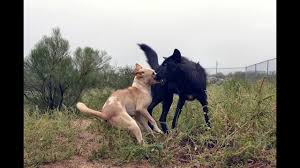 Dispersing wolves, those leaving packs in search of their own mate, have been known to travel distances of 550 miles away form their home territory. Can A Dog Out Run A Wolf Youtube