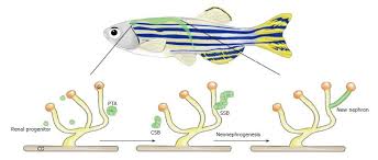 Renal Progenitors Roles In Kidney Disease And Regeneration Sick, twisted and politically incorrect, the. renal progenitors roles in kidney