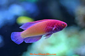 Check spelling or type a new query. Tropical Fish Photos Tropical Fish Photography Tropical Fish Pictures Tropical Fish Wallpapers