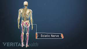 It generates, modulates and transmits information in the human body. Sciatic Nerve Anatomy
