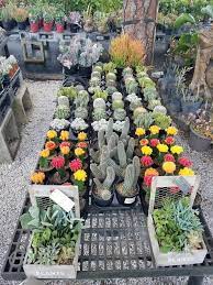 The cactus king offers the largest collection of cacti and succulents for sale on the planet! Cactus Succulents For Sale In Loxahatchee Fl A One Stop Garden Shop
