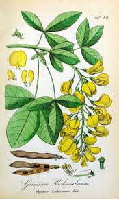 Image result for Laburnum anagyroides
