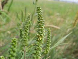 Say ragweed in a crowded room and you're sure to hear some groans. Allergien Starke Ragweed Saison Droht Noe Orf At
