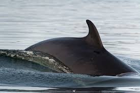 Can rorqual dock at npc stations? Rorqual Commun Picture Of Les Ecumeurs Du St Laurent Les Escoumins Tripadvisor