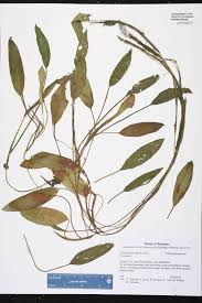 Image result for Potamogetonaceae