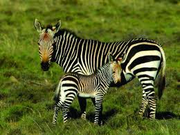 At the same time, the zone of their natural habitat is quite large. Exotic Striped Or Where Do Zebras Live