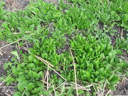 Torres del saladillo, siempre rebeldes, siempre nobles. Inta Saladillo Visitamos La Huerta De Ernesto En Las Facebook