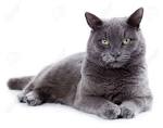 Maltese Cat Stock Photos And Images - 123RF