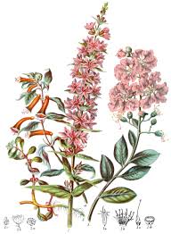 Image result for Lythraceae