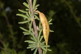 Image result for Rhigozum brevispinosum