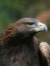 Kaya Kartali Aquila Chrysaetos Yirtici Kuslar Kartal Hayvan