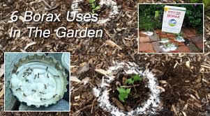 Maybe you would like to learn more about one of these? 6 Genius Uses For Borax In The Garden Digging In The Garden