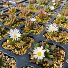 Image result for Delosperma tradescantioides
