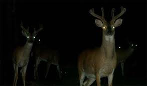 31 Night Animals With Glowing Eyes Red Yellow Etc With Images Deer Eyes Animals Tapetum Lucidum