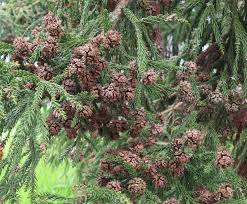 Image result for Cryptomeria