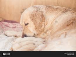 Puppies are great fun but also a great responsibility. Group Cute Newborn Image Photo Free Trial Bigstock