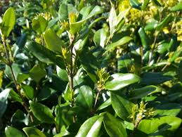 Haie De 15 Arbustes Fleuris Varies Caducs Et Persistants