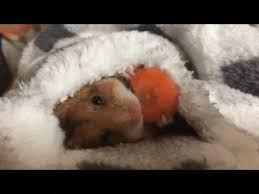 We did not find results for: Hamster In A Blanket Eating Carrot Gif On Imgur