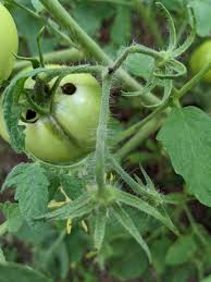 トマトの虫食い - 農業屋
