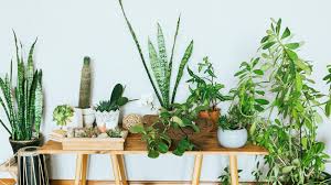 Es gilt hieraus die richtigen für die eigene wohnung auszuwählen, damit sie auch spaß an den pflanzen haben. Diese Pflanzen Lassen Deine Wohnung Abkuhlen