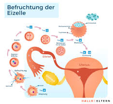 Die einnistung eines embryos in der gebärmutter ist ein komplexer vorgang, den zu beeinflussen nur bedingt möglich ist. 3 Ssw 3 Schwangerschaftswoche Die Befruchtung Der Eizelle Hallo Eltern