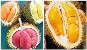 Ini nih rajanya para durian. Mengenal Durian Kalbar Indonesia Dan Mancanegara Umkm Kalbar
