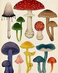 Pin By Dorien Van Heerden On Champignons Mushroom Art Vintage Mushroom Art Fungi Illustration