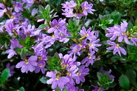 Image result for Scaevola