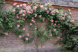 We did not find results for: Garden Design Ideas With Climbing Roses