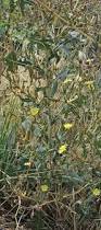 Image result for Lactuca glandulifera