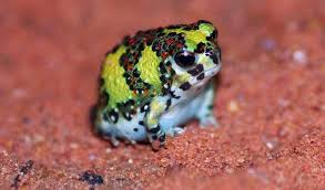 Black And Yellow Frog Australia A Crucifix Frog Is A Small Yellow Red And Black Amphibian With A Cross On Its Back Here It Sits On Wet Red Sand In 2020 Cute Frogs Frog Animals