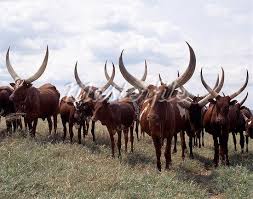 Cebu Cattle Google Search Zebu Cattle Cattle Zebu