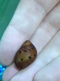 Image result for Senecio polyanthemoides