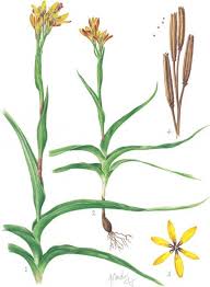 Image result for Pavetta lasiopeplus