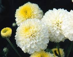 Resultado de imagen para crisantemos
