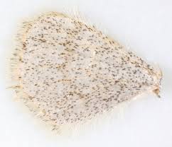 Image result for Scopula ternata