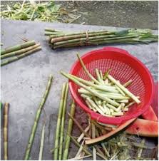 Image result for Asparagus petersianus