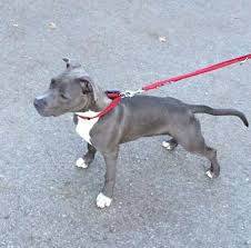 Pitbull vs rabbit blue line amstaff. Ammy My Blueline Amstaff Ammy My Blueline Amstaff