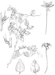 Image result for Phyllanthus bernierianus