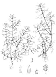 Image result for Bergia capensis