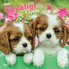 Check spelling or type a new query. Cavalier King Charles Spaniel Puppies 2020 12 X 12 Inch Monthly Square Wall Calendar Animals Dog Breeds Puppies Browntrout Publishers Inc Browntrout Publishers Editing Team Browntrout Publishers Design Team Browntrout Publishers Design