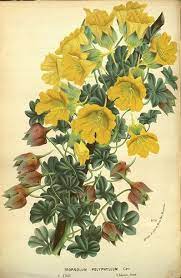 Tropaeolum Polyphyllum Great Soldier Of The Mountains Large Golden Yellow Yellow Flowers On Sl Botanical Drawings Flower Illustration Botanical Illustration