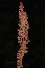 Image result for Rumex nepalensis