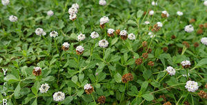 Image result for Phyla nodiflora