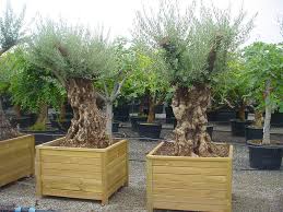 Olea Europaea Olivenbaum Echter Olbaum Inbegriff Der Mediterranen Geholze Wird 10 20m Hoch Frucht Sind Die Bekannten Olivenbaum Pflanzen Kubelpflanzen