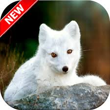 We did not find results for: Arctic Fox Wallpaper Apl Di Google Play